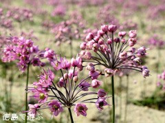 鳴門らっきょ らっきょう 花 15 あるでよ Blog 鳴門らっきょ らっきょう 花 15 あるでよ Blog