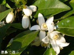 すだち 酸橘 花 12 あるでよ Blog