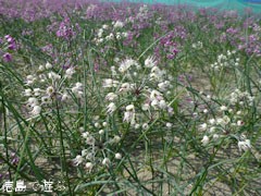 鳴門 らっきょうの花 白 11 あるでよ Blog