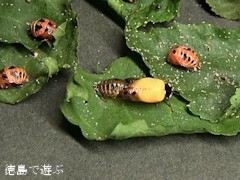 てんとう虫 蛹 さなぎ から 成虫 へ あるでよ Blog