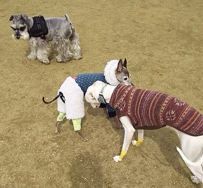 きゃりーぱみゅぱみゅは凄かった こまりーーーーーんこ