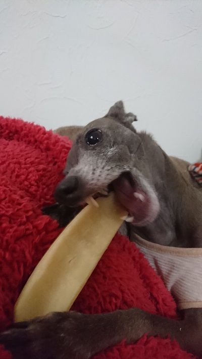 最近また店頭で見かけるヒマチー こまりーーーーーんこ