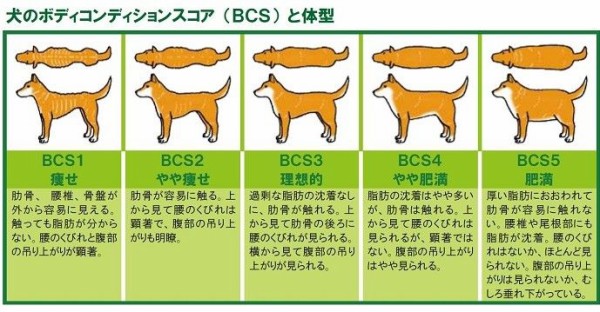 ボディコンディションスコア Bcs で体形チェック こまりーーーーーんこ