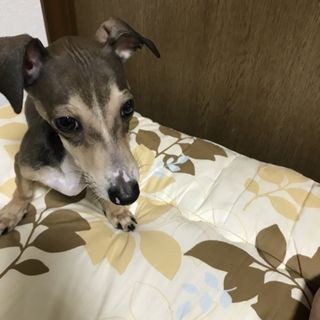 イタグレとダックスのミックス4ヶ月 里親募集 こまりーーーーーんこ