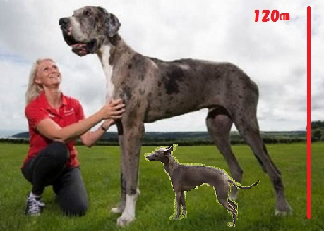 世界一背の高い犬とイタグレを比較すると こまりーーーーーんこ
