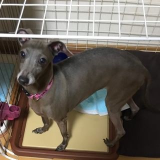 ブリーダー飼育放棄の7歳イタグレ女の子 里親募集 こまりーーーーーんこ