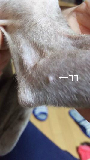 脂肪腫とこれは何 こまりーーーーーんこ