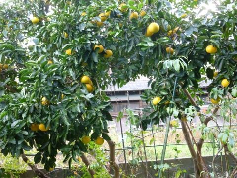 ハッサクとレモンが今年も実りました 歩木芽出素の独り言のブログ