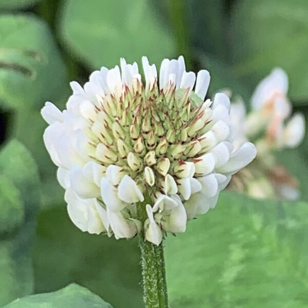 シロツメクサ解体新書 : 毎日山ごもり