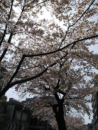 桜満開 それでも花は儚いもの お花見はお早めに ａｓａ自由が丘のブログ