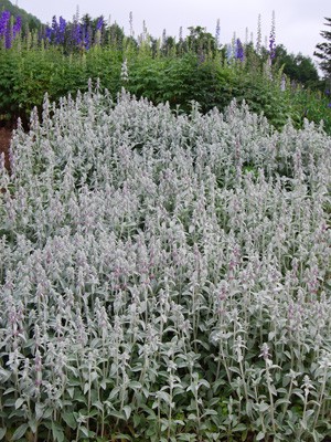 ラムズイヤー 本家 田舎暮らしのよもやま話