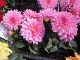 ギャラリーダリア ライブドアブログ