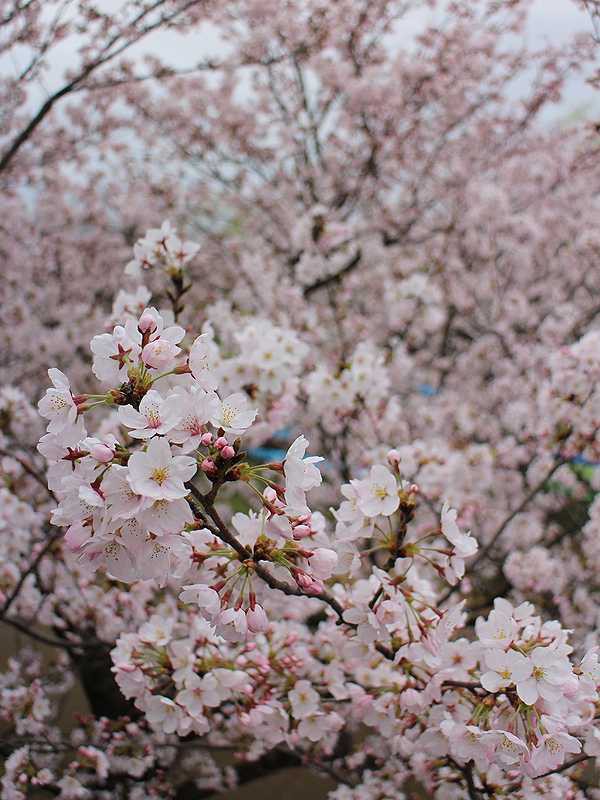 小松の桜の見どころ２題 芦城公園 と 木場潟 中央園地メダカハウスで開催中 木田智滋氏写真展 あさぴーのおいしい独り言