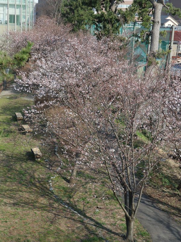 小松高校グラウンド横 青雲の小径 登れるようになった小松城天守台から見る桜と白山 あさぴーのおいしい独り言