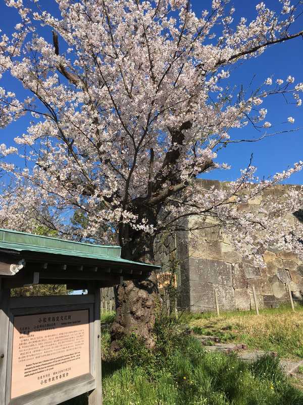 小松の桜はまだ頑張っています あさぴーのおいしい独り言