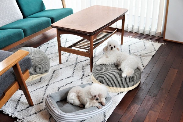 ワンコひんやり ニトリのnクールペットベッドで暑さ対策 10年後も好きな家 家時間が好きになる 家事貯金 北欧インテリア Powered By ライブドアブログ