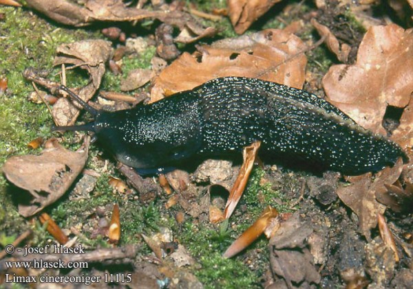 専門家 生のナメクジを食べないで ムツゴロウさん笑顔で食べちゃってるんですけど 閲覧注意 生物ちゃんねる