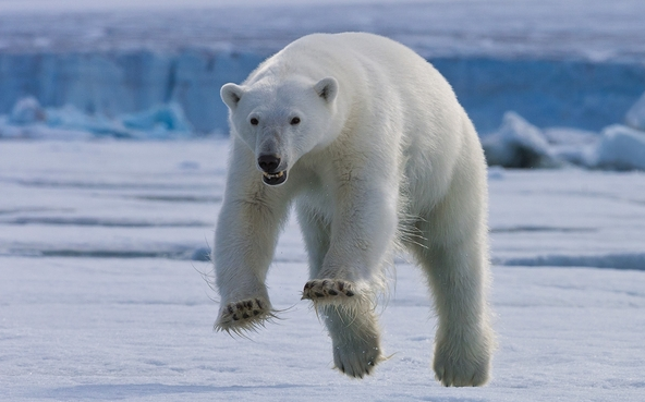 地上最強の動物ホッキョクグマっていうけど 生物ちゃんねる