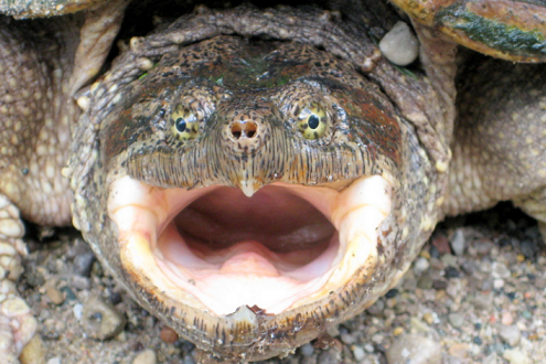 カミツキガメの噛む力は実はそんなに強くない ワニガメはヤバイよ カミツキガメについて 生物ちゃんねる