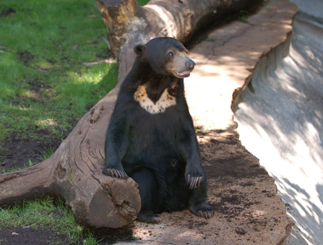 クマ界最小にして最弱 マレーグマってどんなクマ 生物ちゃんねる