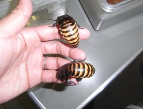 ゴキブリに驚愕する17のコト 生物ちゃんねる