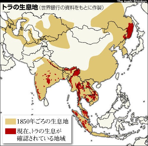 百獣の王ライオンvs密林の王トラ やっぱり強いのは 生物ちゃんねる