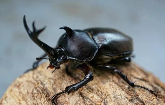 カブトムシ クワガタ強さランキング 世界版 日本版etc 生物ちゃんねる