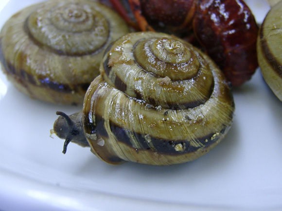 専門家 生のナメクジを食べないで ムツゴロウさん笑顔で食べちゃってるんですけど 閲覧注意 生物ちゃんねる