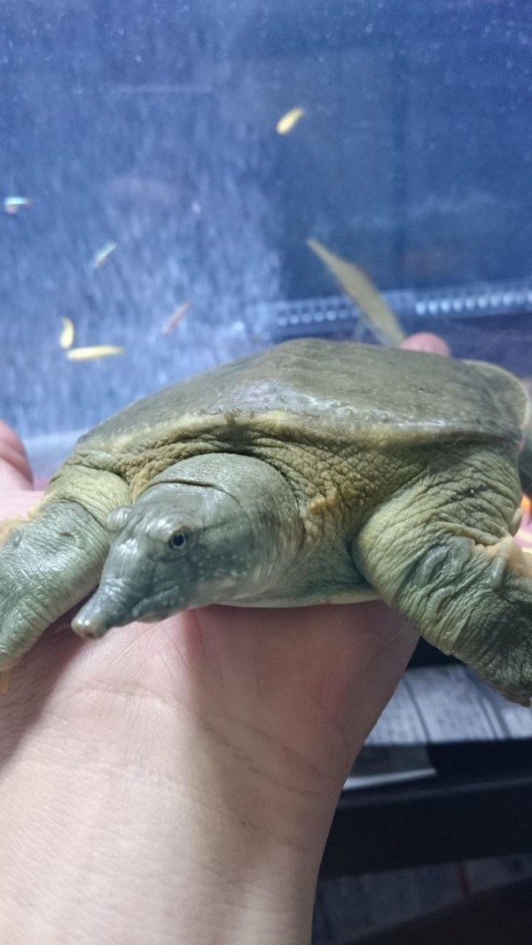 スッポンを飼おうと思っているのですが飼い主を認識しますか 生物ちゃんねる