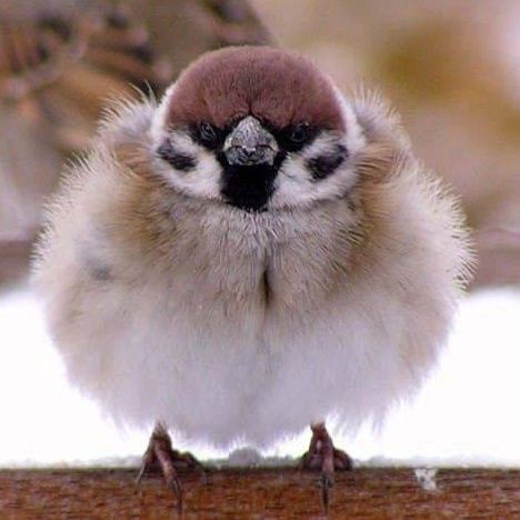 冬のスズメ くっそ寒い せや 生物ちゃんねる