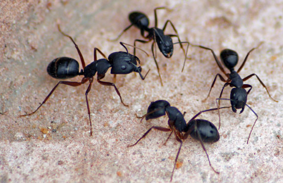 もしアリが人間サイズになったら1日でアリ以外の生物が絶滅するらしい 生物ちゃんねる