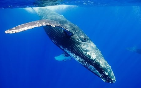 最大最強シロナガスクジラはガメラより重い 生物ちゃんねる