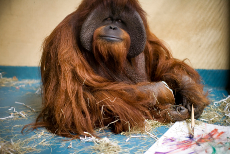 森の人と呼ばれる知能が高いオランウータンについて 生物ちゃんねる