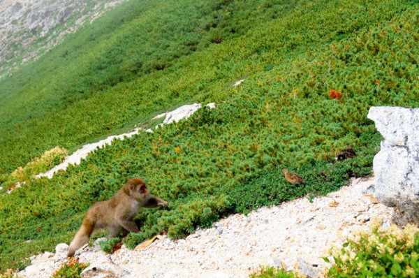 絶滅の危機 ライチョウに新たな天敵…ニホンザルがヒナ捕食 : 生物ちゃんねる