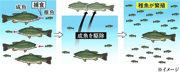 琵琶湖のブラックバスの成魚を駆除した結果 生物ちゃんねる