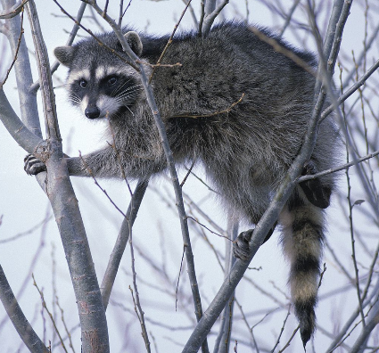 アライグマなぜ洗う