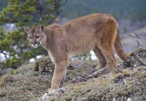 単独のオオカミは単なるピューマの餌なのか オオカミと犬の違い 生物ちゃんねる