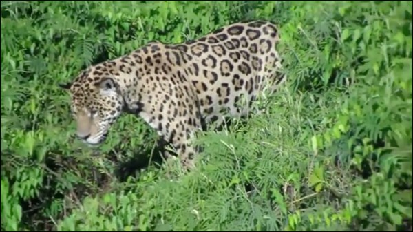 Pfp最有力候補南米最強の肉食獣ジャガー 体重130 規模にしてはジャガーの牙は恐ろしくでかい 生物ちゃんねる