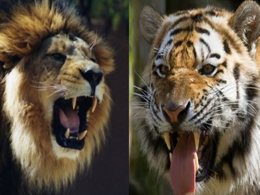 百獣の王ライオンvs密林の王トラ やっぱり強いのは 生物ちゃんねる