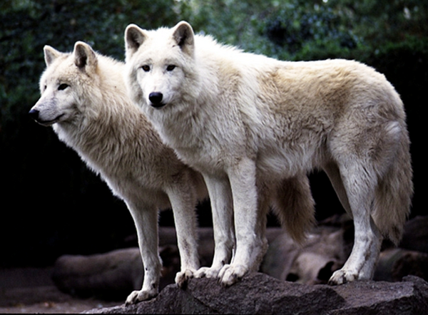 狼の群れはどこまでの獲物を狩れるのか 生物ちゃんねる