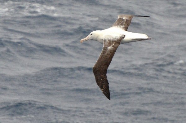 アホウドリの名前の由来って 外国の呼び名はアルバトロスでかっこいいのに 生物ちゃんねる