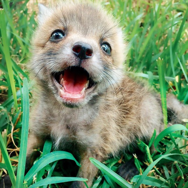 かわいい かっこいい 不思議 キツネの画像が集まる 生物ちゃんねる