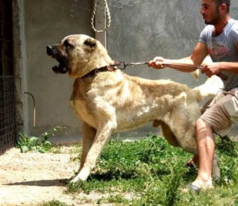 単独のオオカミは単なるピューマの餌なのか オオカミと犬の違い 生物ちゃんねる