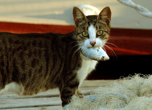 イエネコの戦闘力を考察 生物ちゃんねる