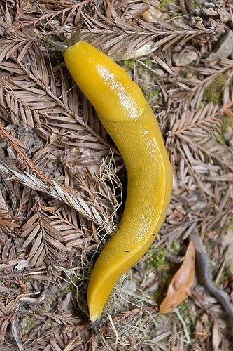 専門家 生のナメクジを食べないで ムツゴロウさん笑顔で食べちゃってるんですけど 閲覧注意 生物ちゃんねる