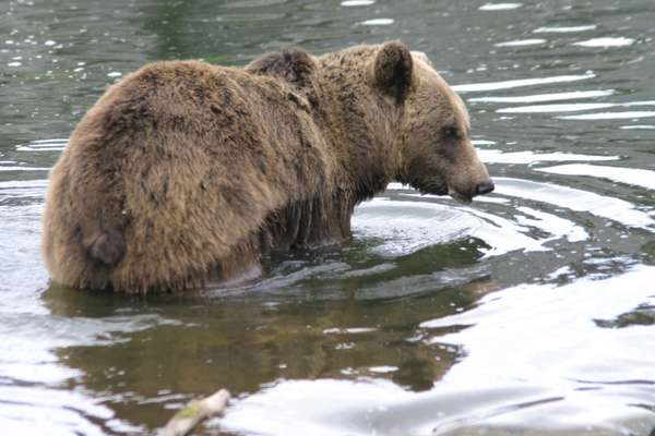 地上最強の動物ホッキョクグマっていうけど 生物ちゃんねる