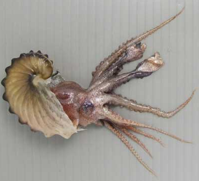 知能が高いタコやイカは殻を捨てた その進化の過程とは 生物ちゃんねる