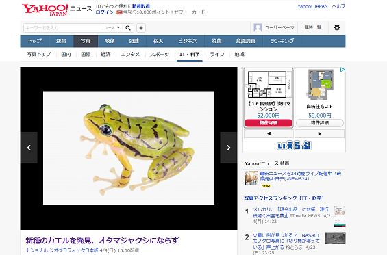 オタマジャクシにならない新種のカエルが発見されるもすでに絶滅の危機 生物ちゃんねる