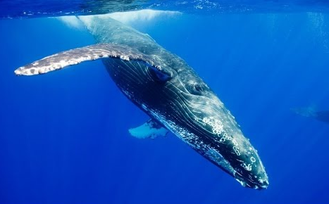 海洋生物の強さ格付 ランキング 生物ちゃんねる