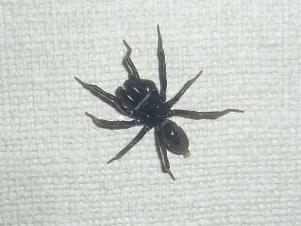 これなんてクモ 国内に生息しているさまざまなクモたち 生物ちゃんねる